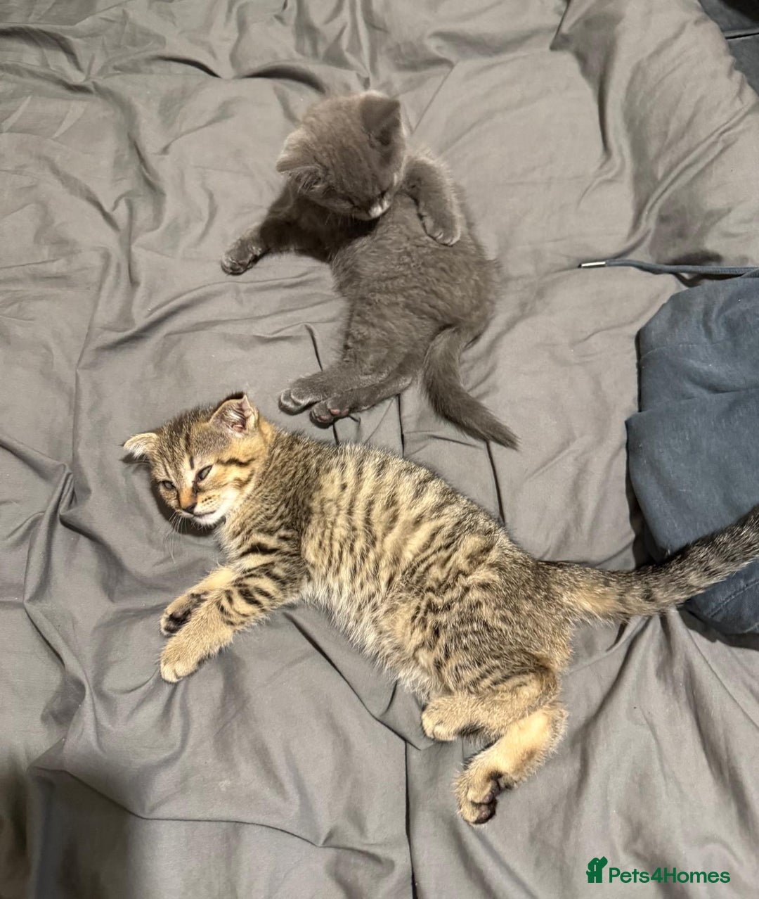 British Shorthair cats for sale: British short hair  - Image 2