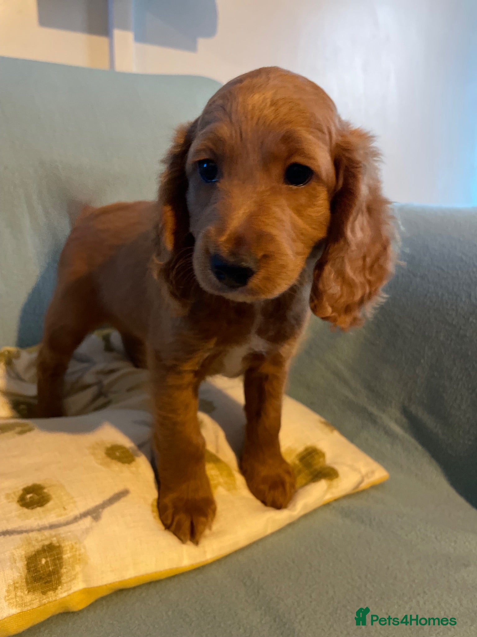 Cockapoo dogs Cockapoo puppies, 2 boys left. Ready to leave. - Advert 6