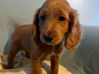 Cockapoo dogs Cockapoo puppies, 2 boys left. Ready to leave. - Advert 6