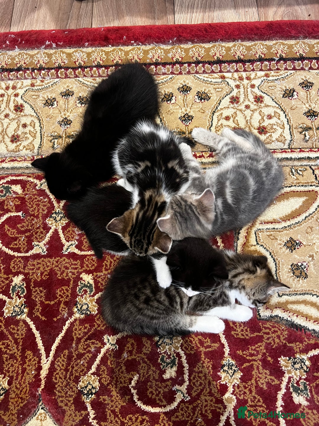American Shorthair cats for sale: Adorable Tabby Kittens – Ready for Forever Homes - Advert 16