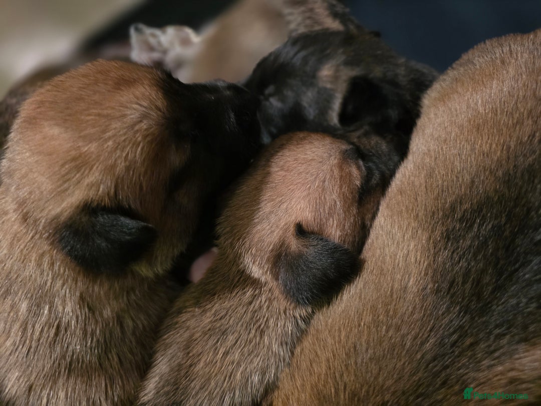 Belgian Shepherd Dog dogs for sale: Dutch Herder Puppies - Advert 16