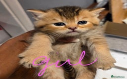 Scottish Fold cats for sale: Scottish Fold Kittens - Image 24