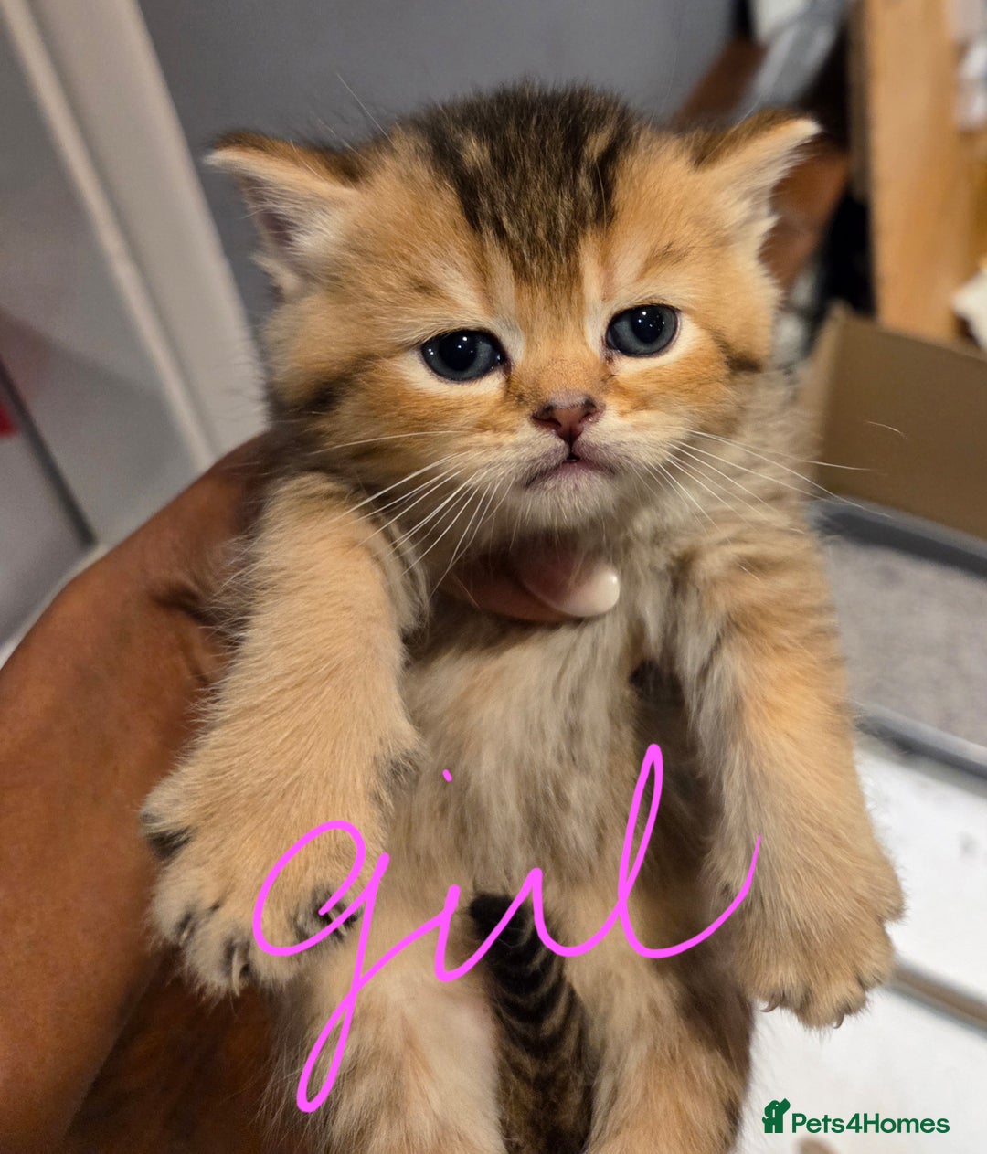 Scottish Fold cats for sale: Scottish Fold Kittens - Image 24