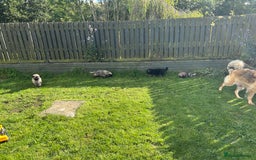 German Shepherd dogs for sale: KC Long Coats Ready To Leave Soon!  - Image 23