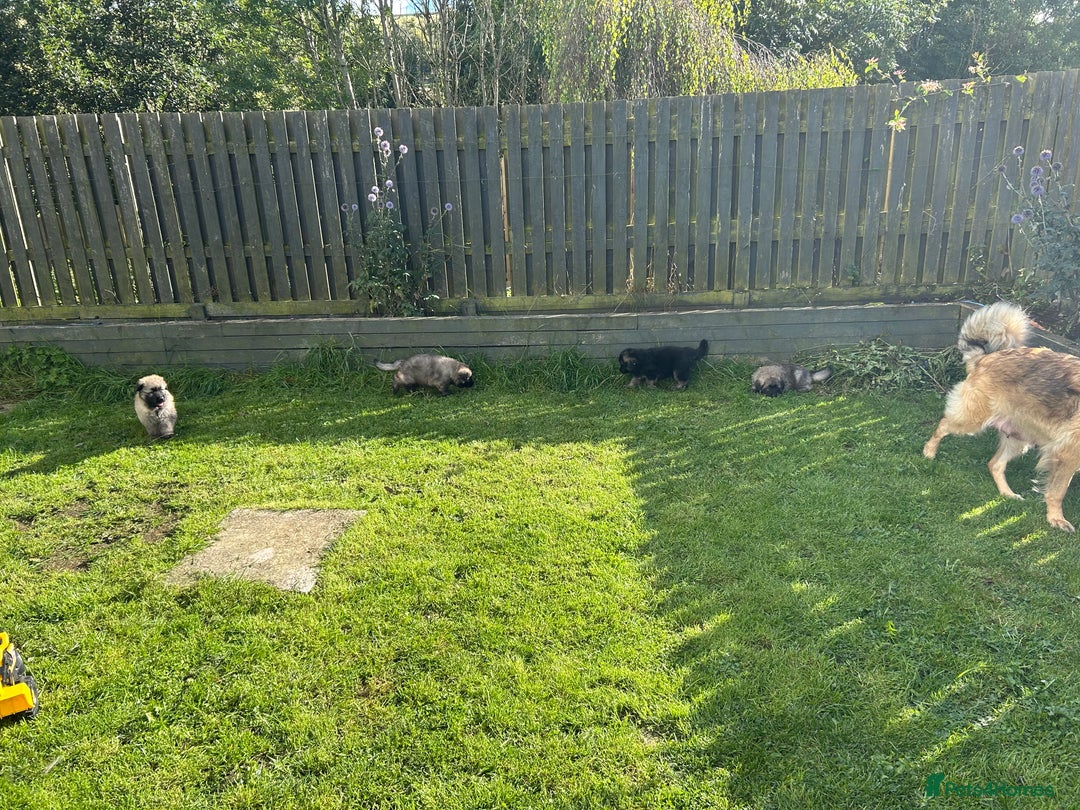 German Shepherd dogs for sale: KC Long Coats Ready To Leave Soon!  - Image 23