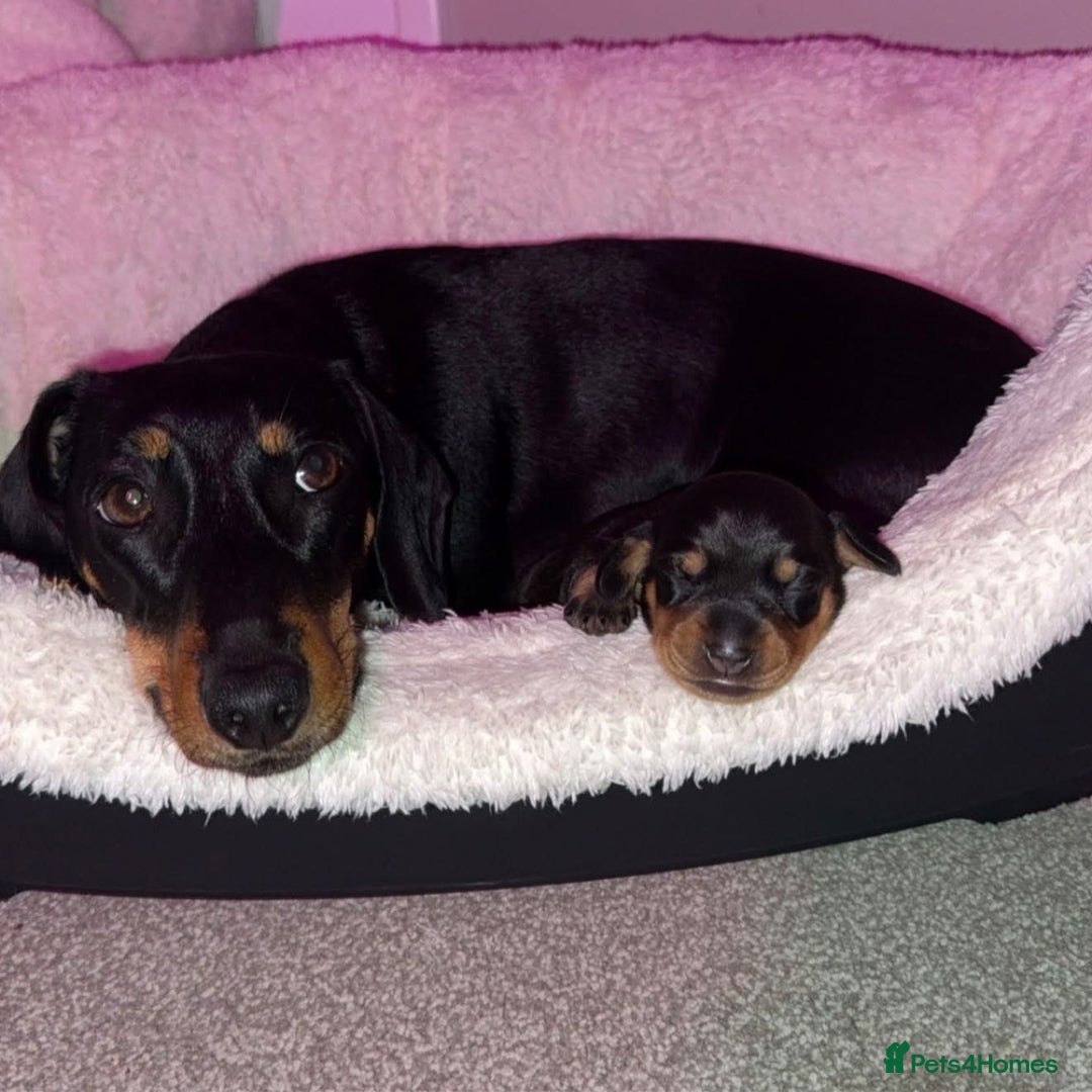 Miniature Dachshund dogs for sale: Two beautiful mini dash’s  - Image 16