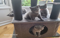 British Shorthair cats for sale: Beautifully british shorthair  kittens ready to go - Image 13