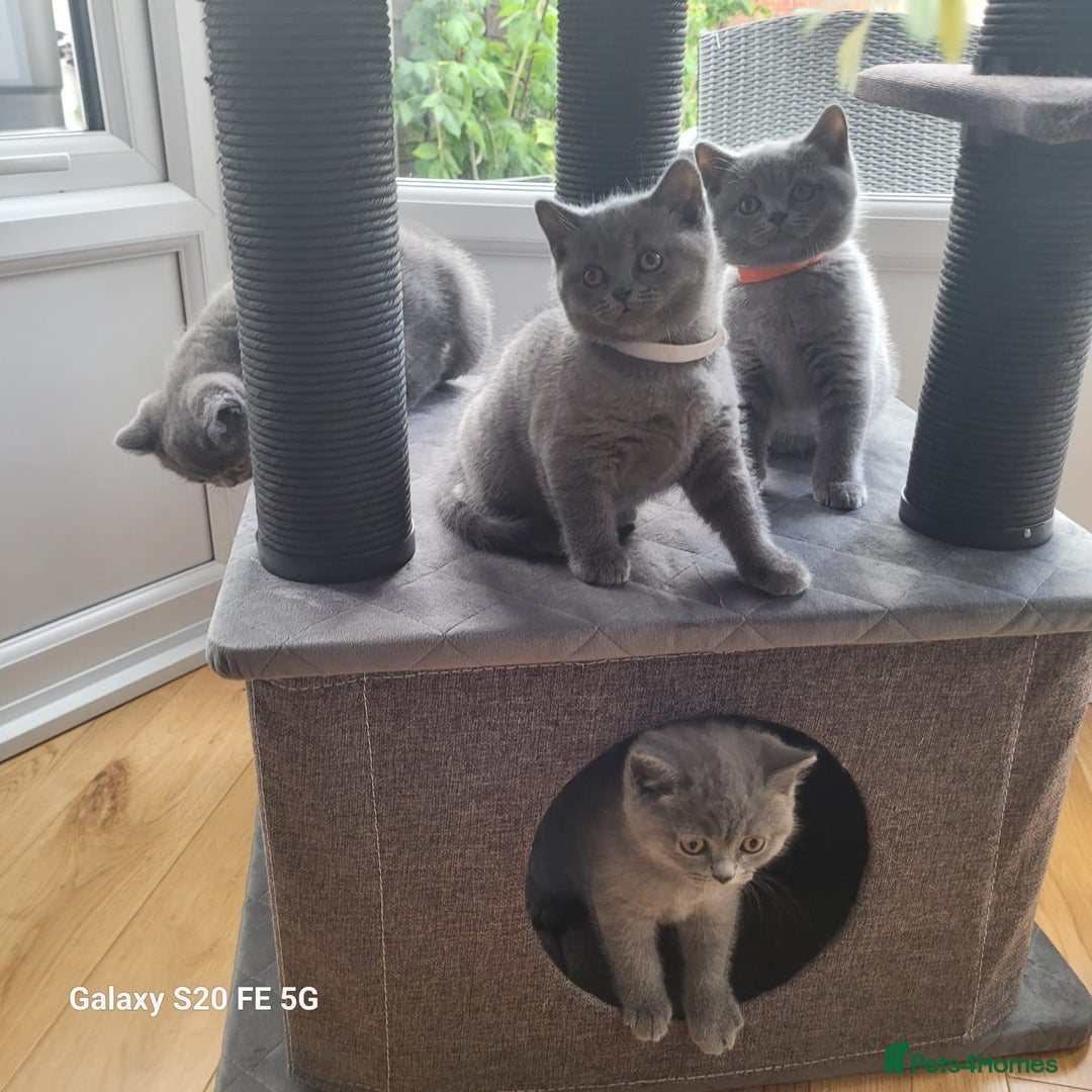 British Shorthair cats for sale: Beautifully british shorthair  kittens ready to go - Image 13