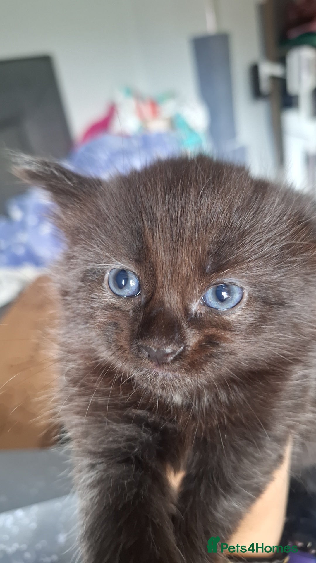 Ragdoll cats for sale: Ragdoll x Norwegian Forest x DHC - Image 9