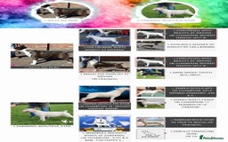 English Bull Terrier dogs for stud: Very strong pedigree , stud dog available now  - Image 3