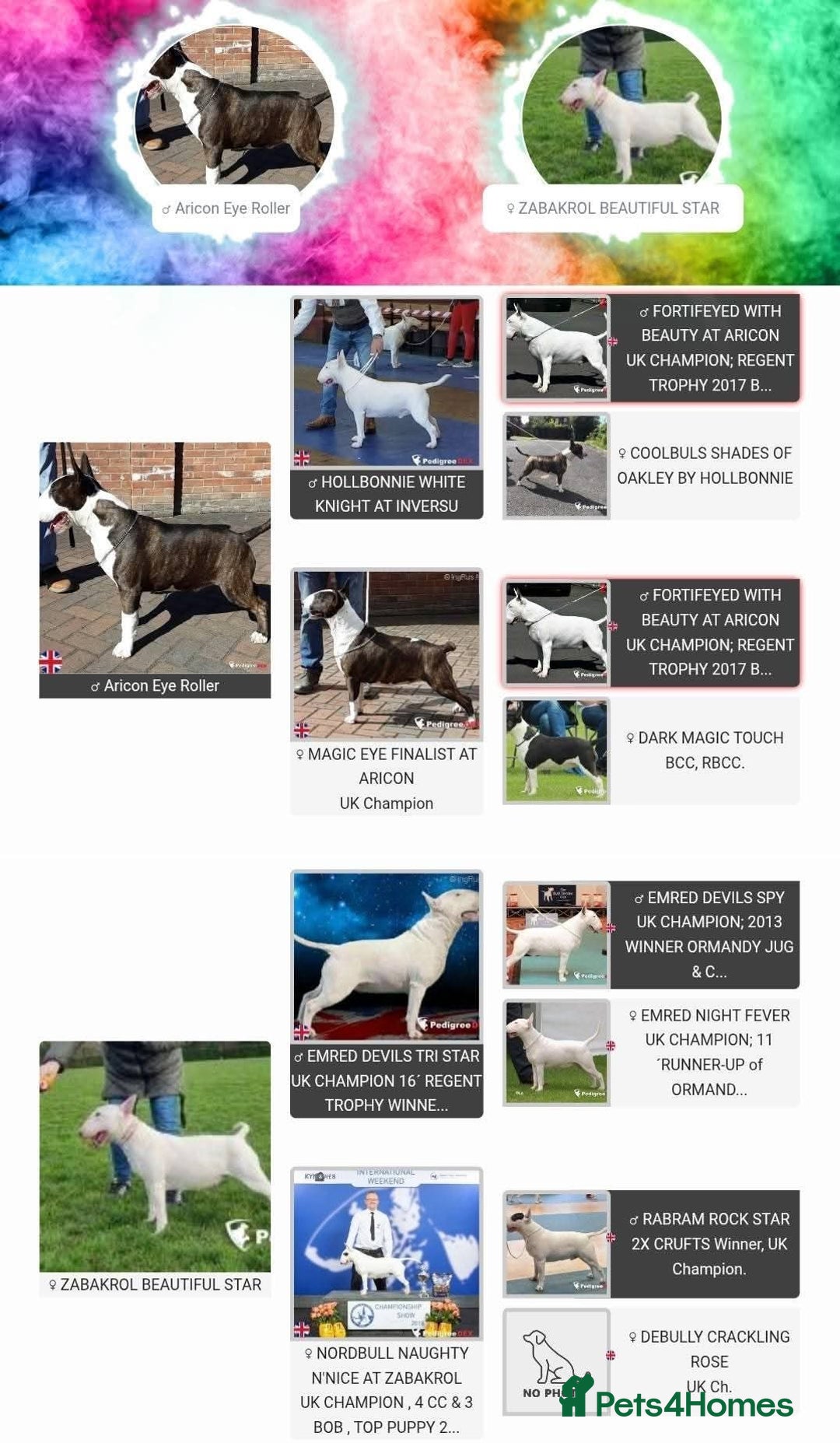 English Bull Terrier dogs for stud: Very strong pedigree , stud dog available now  - Image 3