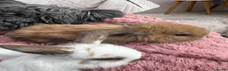 Mini Lop rabbits for sale: Raised indoors Mini lops/lion lops-vaccinated  - Advert 8