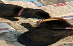Labrador Retriever dogs for sale: Labrador puppies - Image 3