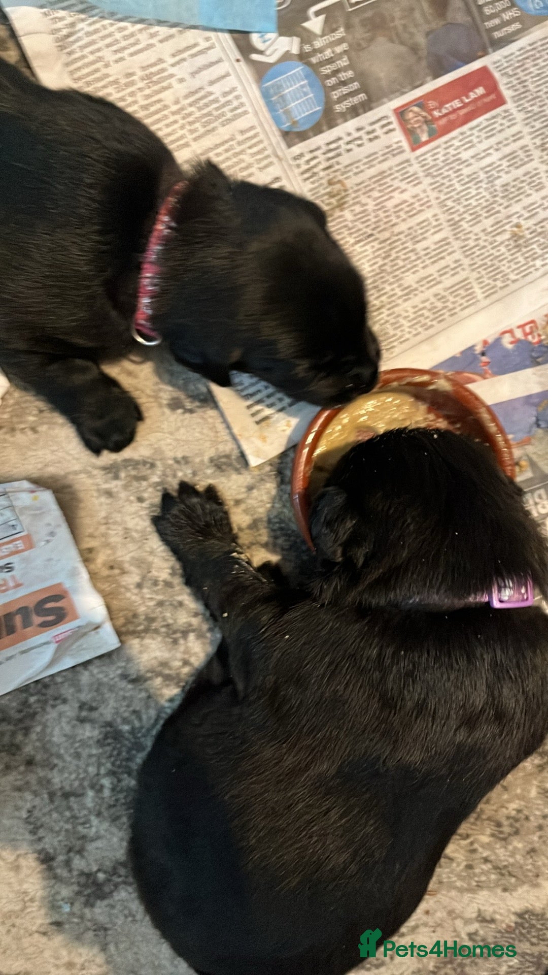 Labrador Retriever dogs for sale: Labrador puppies - Image 3