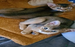 Abyssinian cats for sale: Last aby boy - Image 10