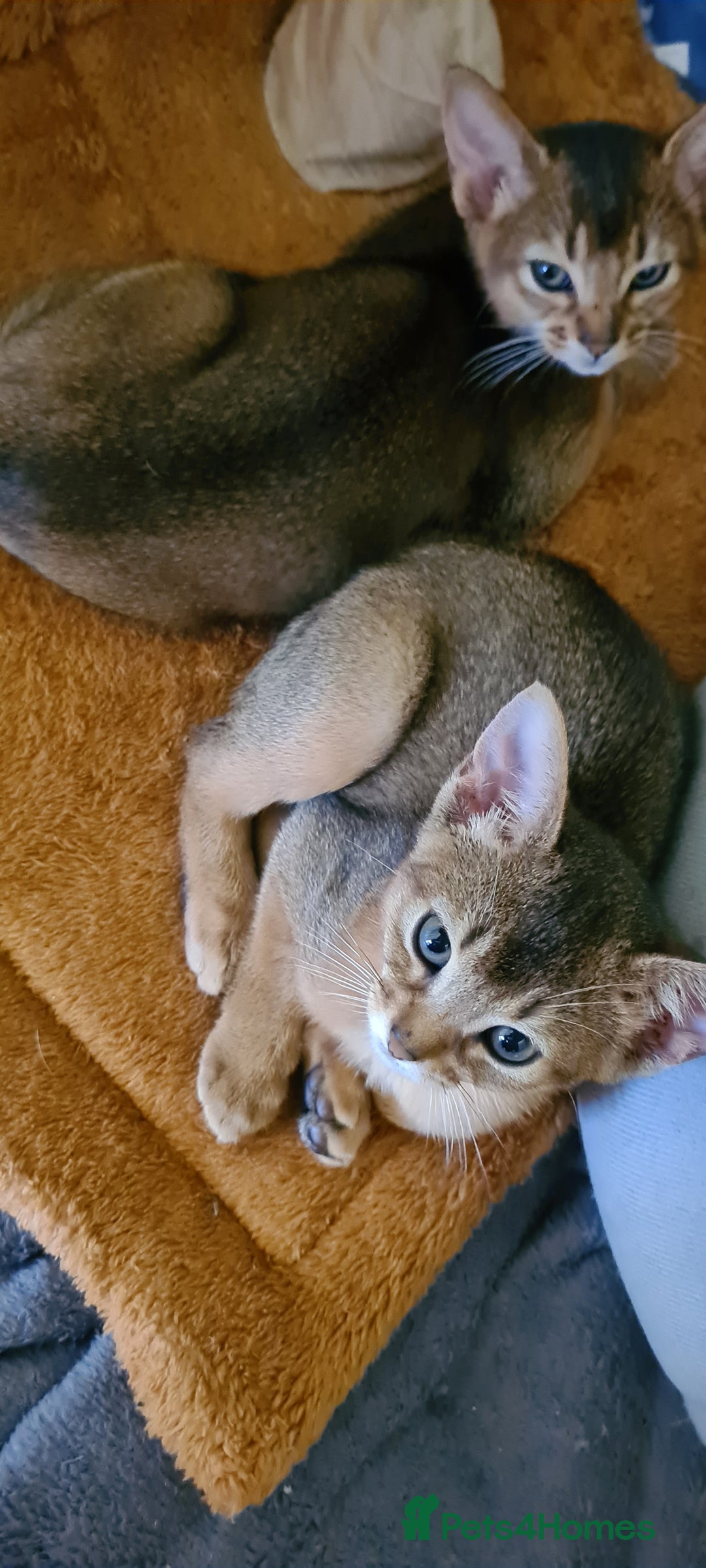 Abyssinian cats for sale: Last aby boy - Image 10