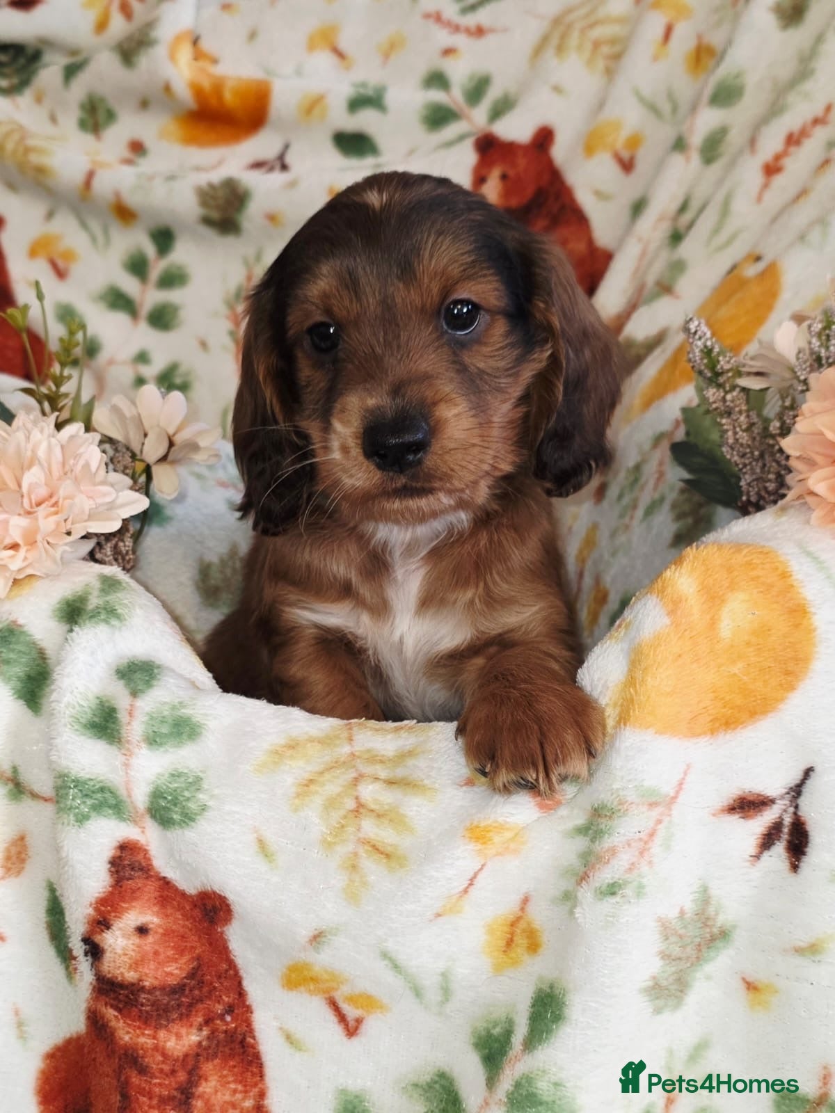 Cockapoo dogs OUTSTANDING BEAUTIFUL cockapoo fur babies!! - Advert 16