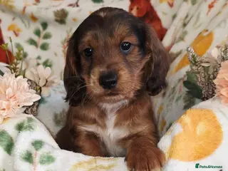 Cockapoo dogs OUTSTANDING BEAUTIFUL cockapoo fur babies!! - Advert 16