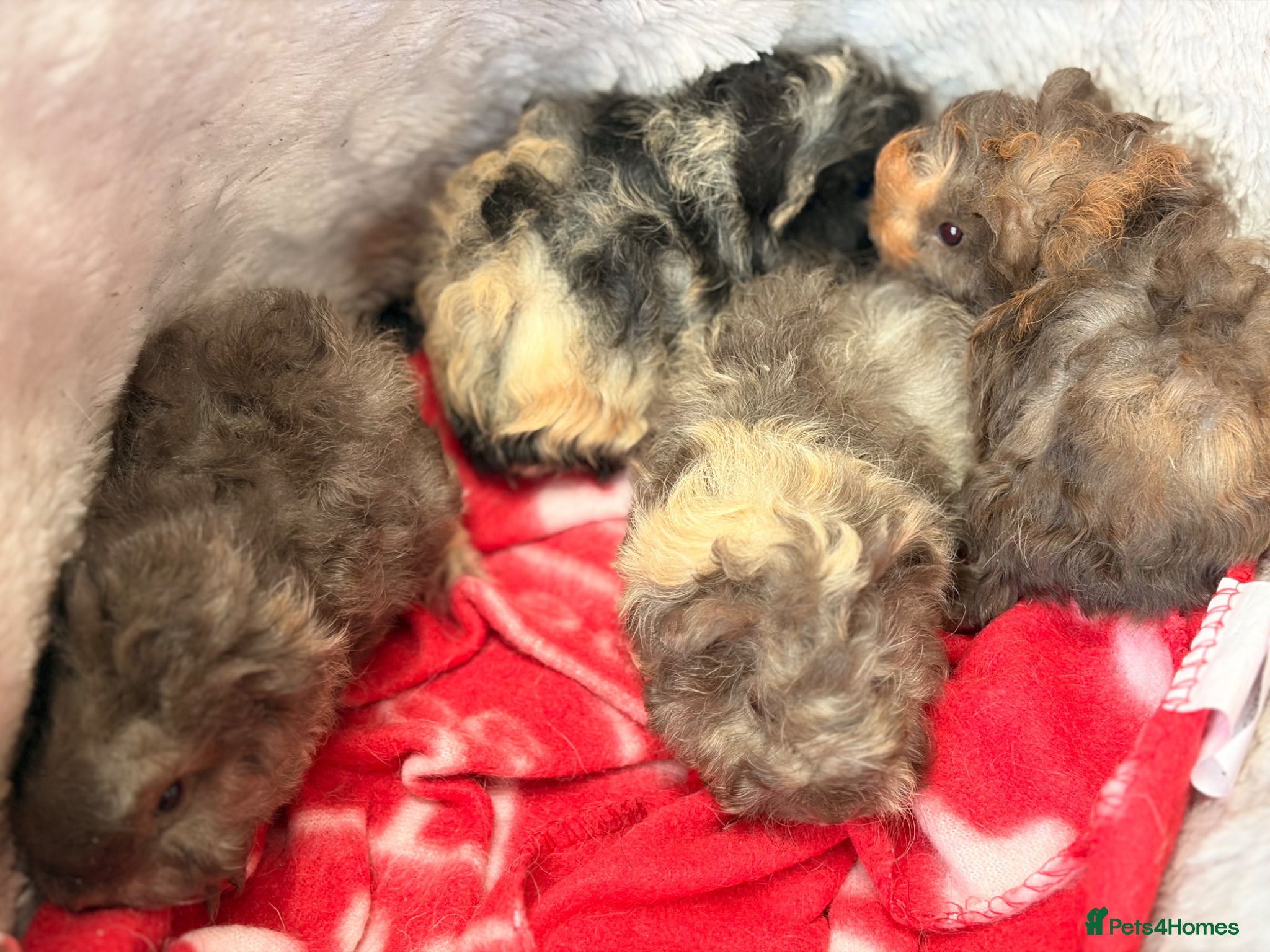 Guinea Pig rodents for sale: BEAUTIFUL BABY BOY GUINEA PIGS - Advert 27