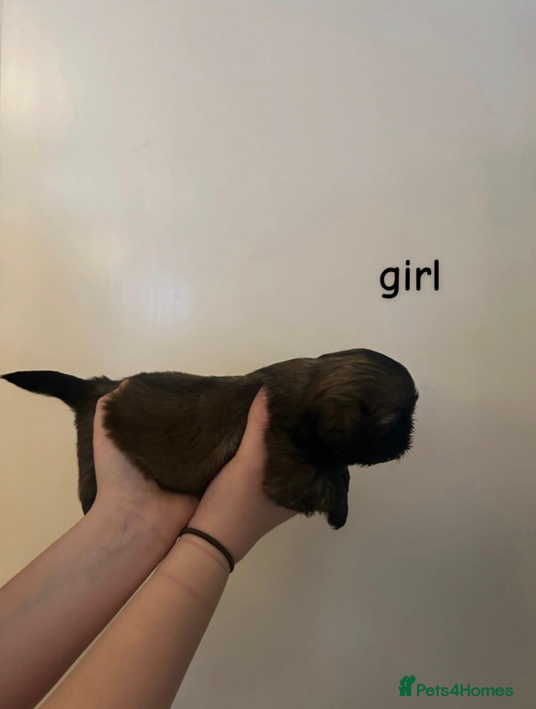 Shih Tzu dogs for sale: 3 adorable shih tzu puppies for sale - Advert 3