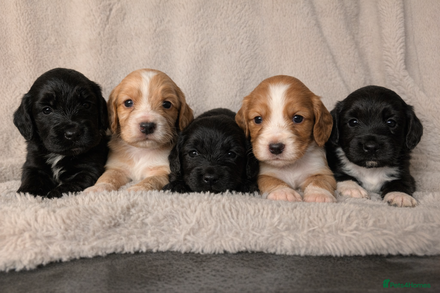 Sprocker dogs Gorgeous sprockers - Advert 9