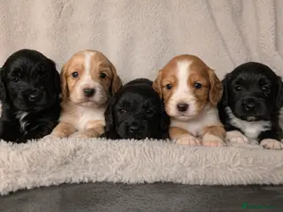 Sprocker dogs Gorgeous sprockers - Advert 9