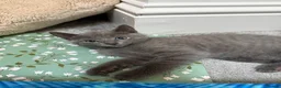 Russian Blue cats for sale: Russian blue kittens  - Advert 20