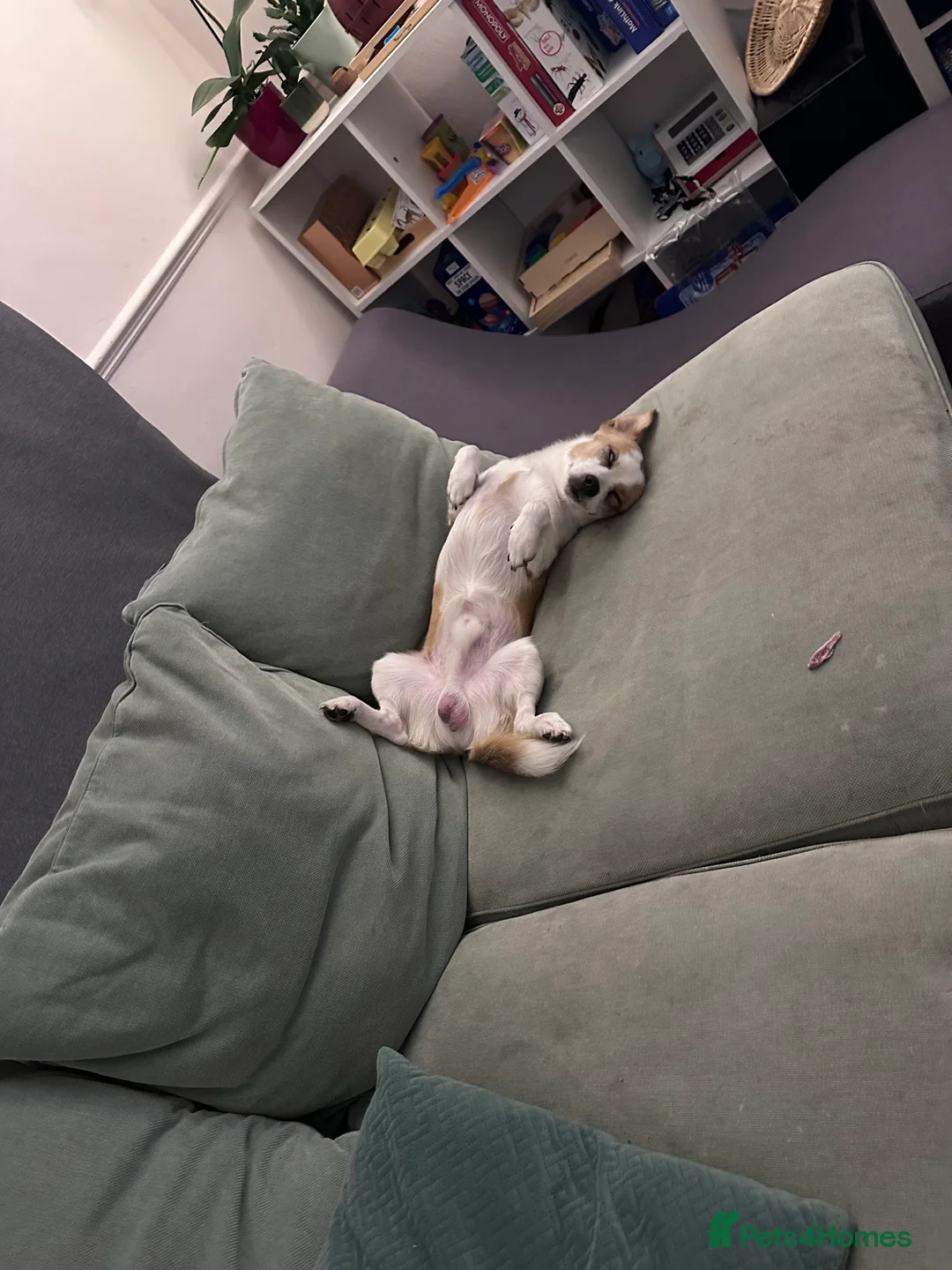 Mixed Breed dogs for sale: Dog for rehoming - Advert 4