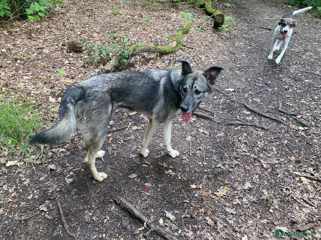Mixed Breed dogs for adoption: Roona  - Image 7