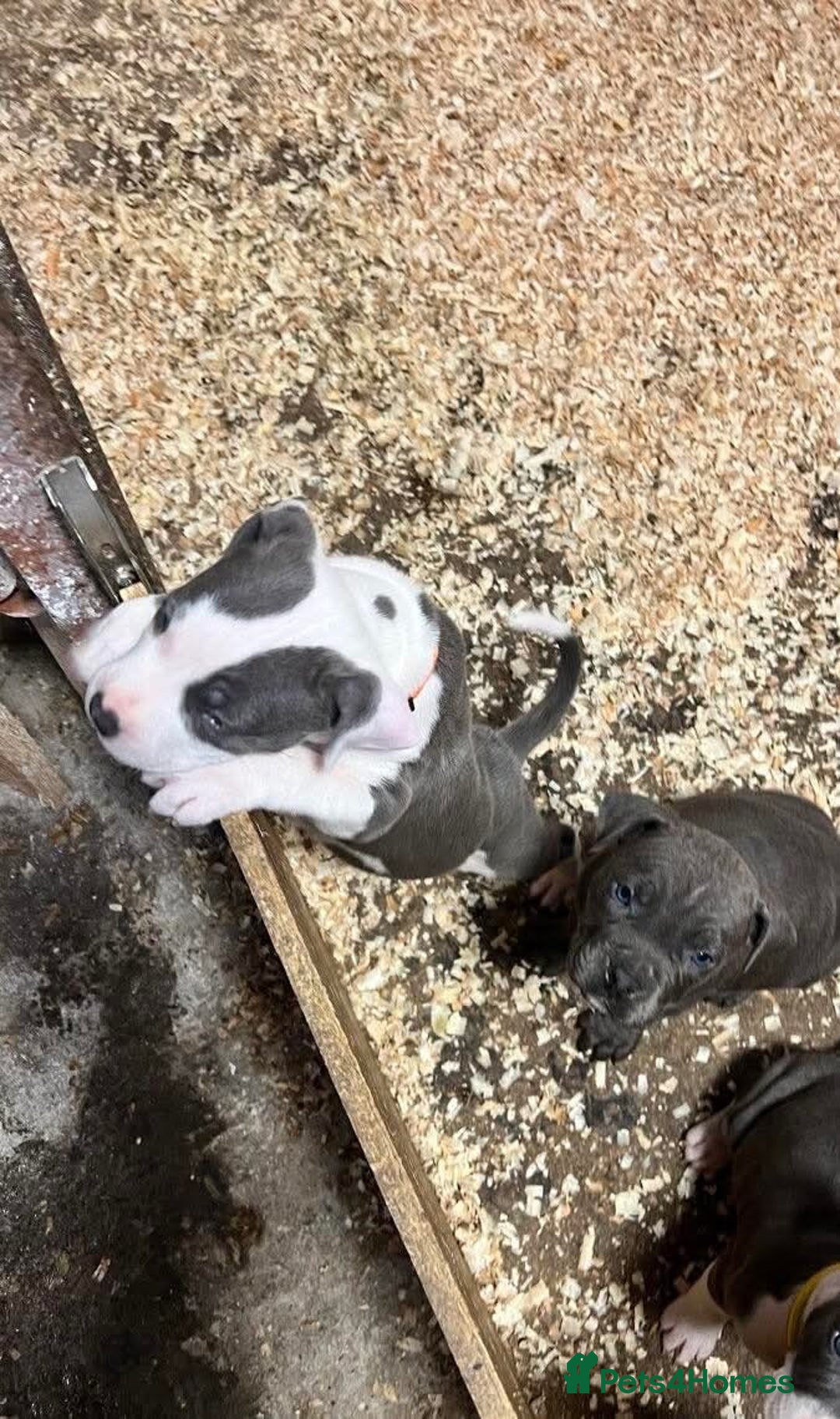 Staffordshire Bull Terrier dogs for sale:  ❤️ Beautiful Staffordshire puppies 🐶 - Advert 18