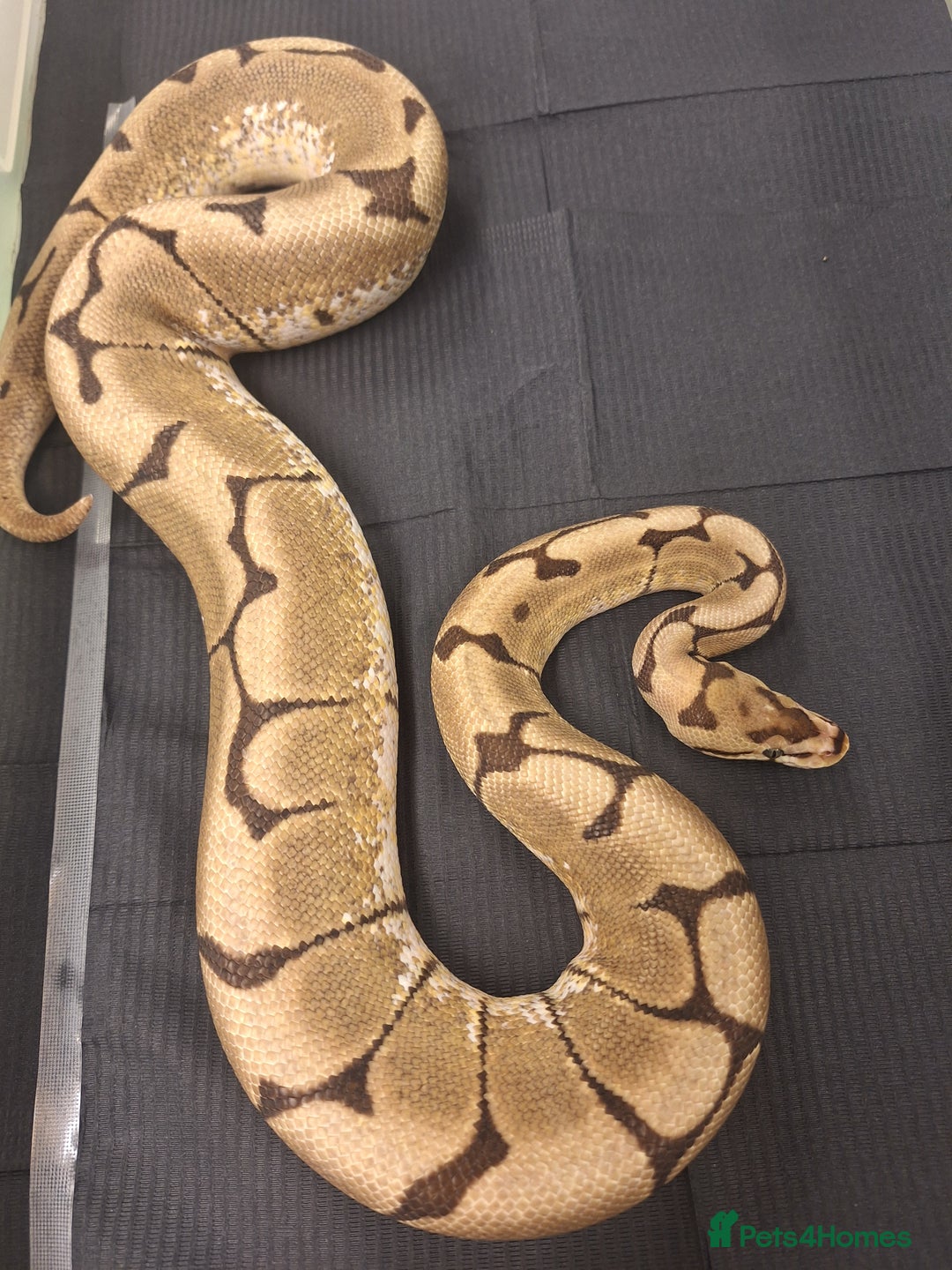 Corn Snake reptiles for sale: Corns, royals and 33l rack - Image 3