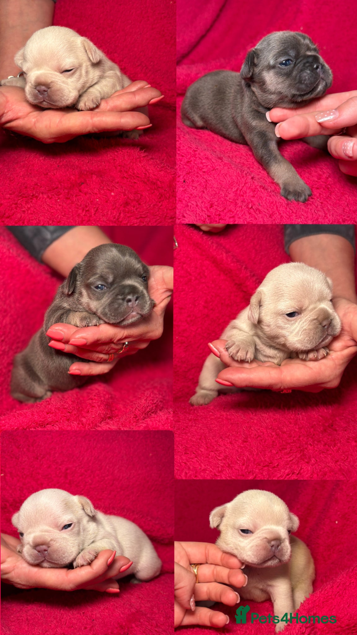 French Bulldog dogs 🤍Quality bred french bulldog puppies🤍 - Advert 1