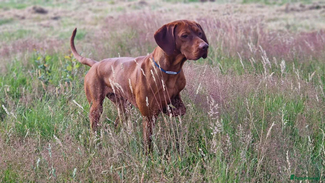 Hungarian Vizsla dogs for sale: Dual purpose Hungarian Vizsla Puppies - Advert 7