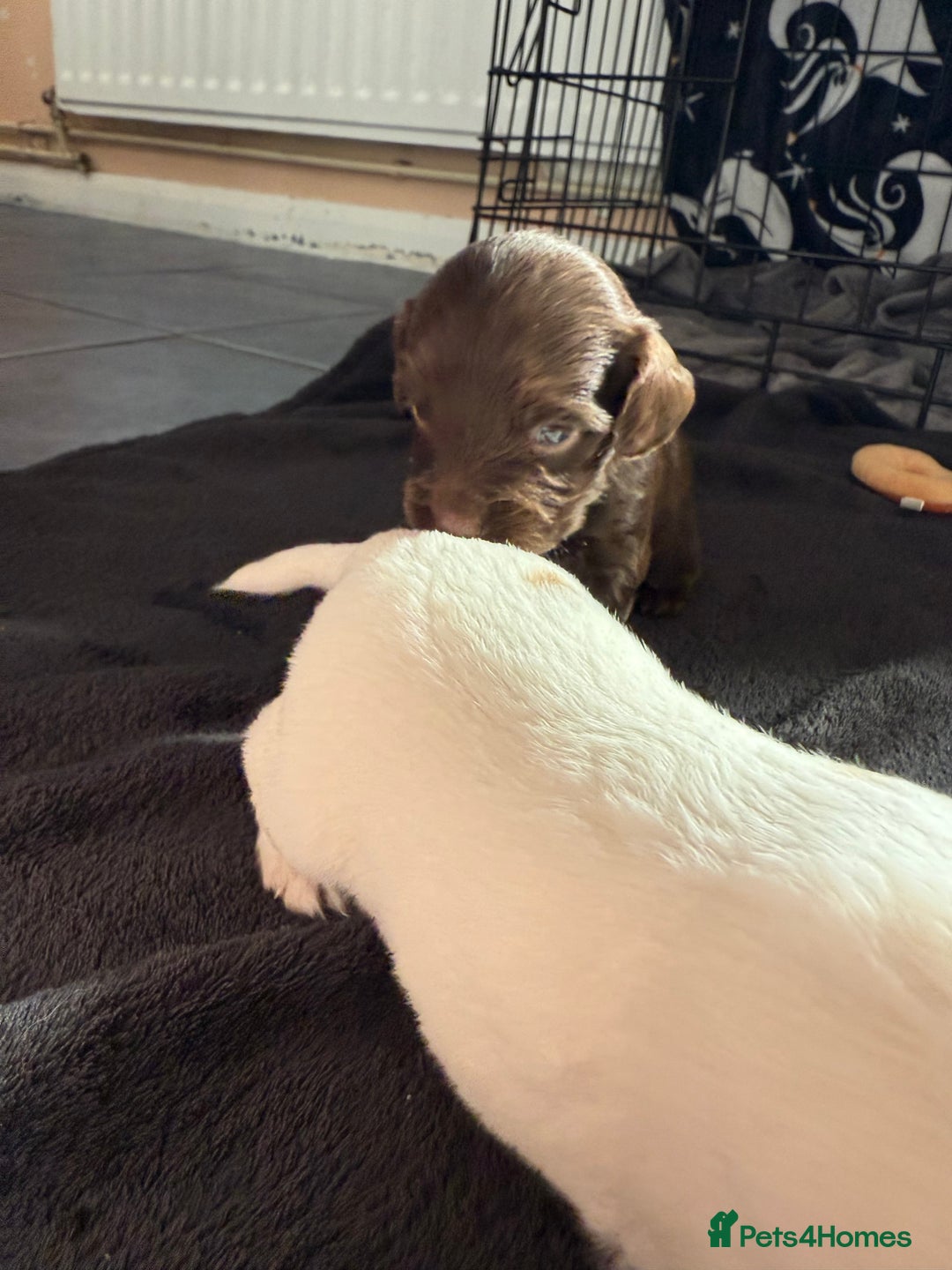 Mixed Breed dogs for sale: 2 beautiful sproodle girls - Advert 7