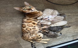 Bengal cats for sale: 5 Bengal kittens , 2 boys and 3 girls  - Image 4