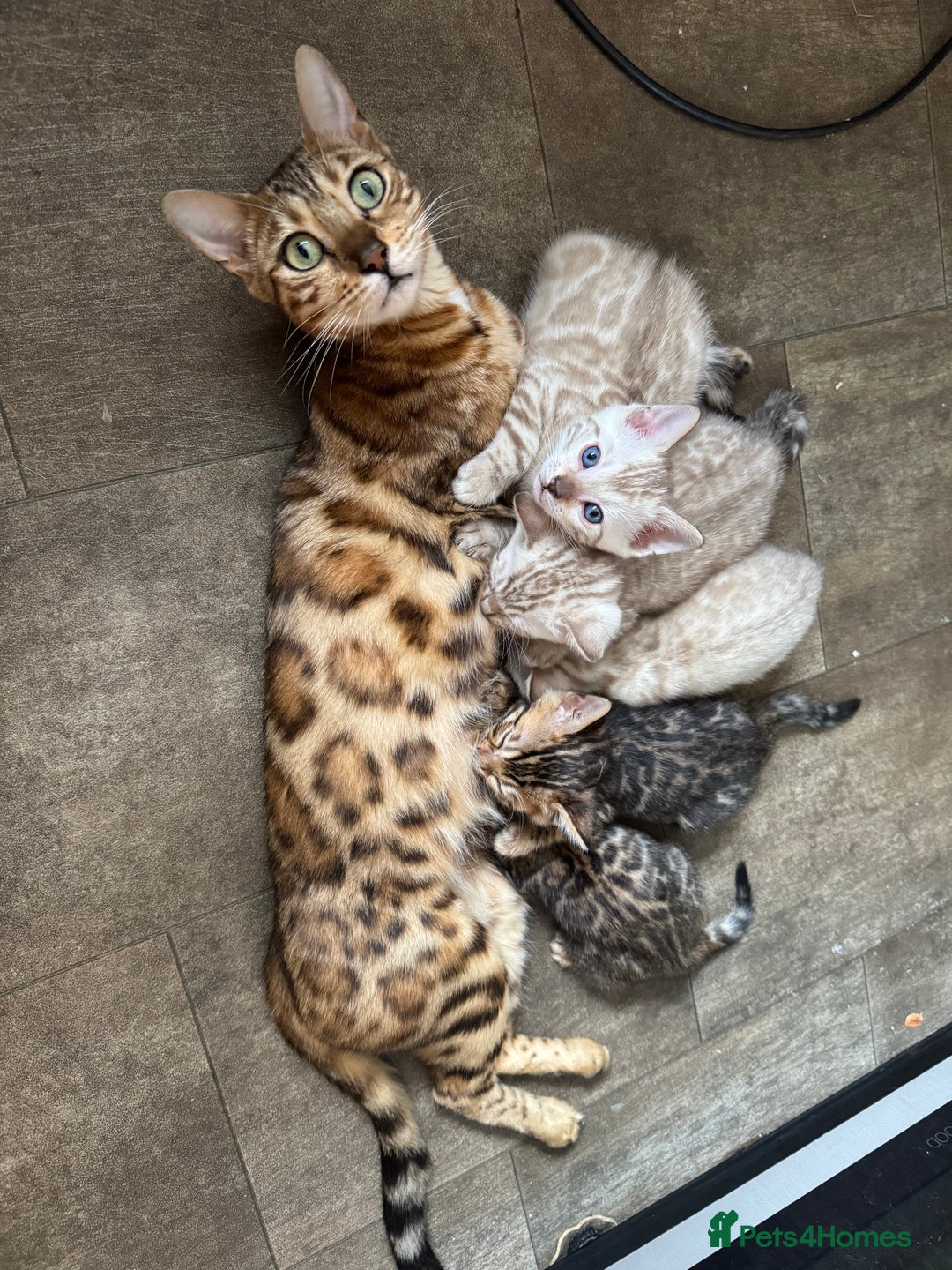 Bengal cats for sale: 5 Bengal kittens , 2 boys and 3 girls  - Image 4