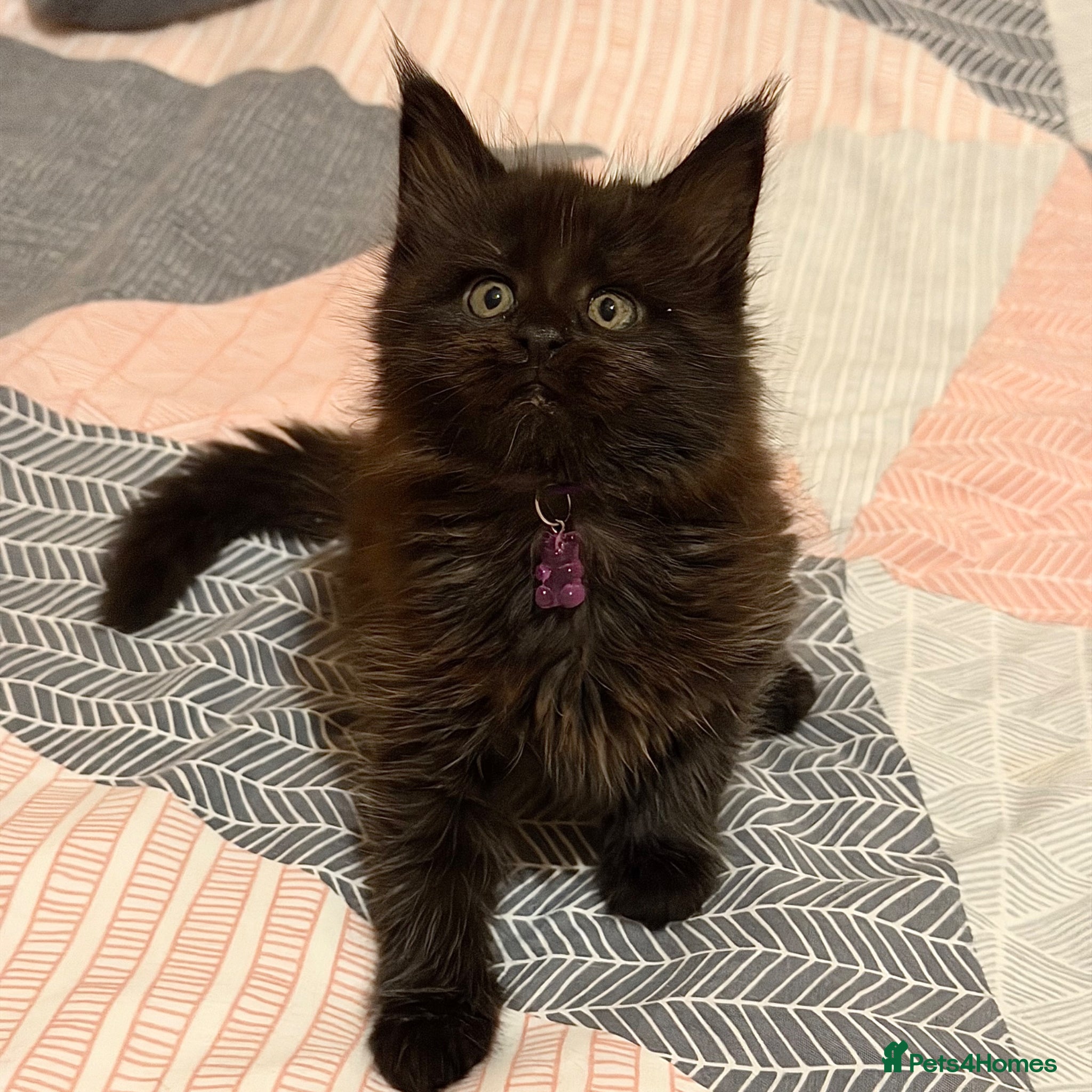 Maine Coon cats Last Girl - Gentle, Playful, Affectionate  - Advert 1