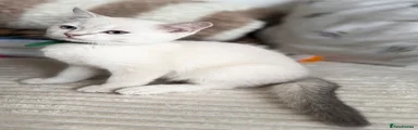 😻 British Shorthair Kitten - MALE