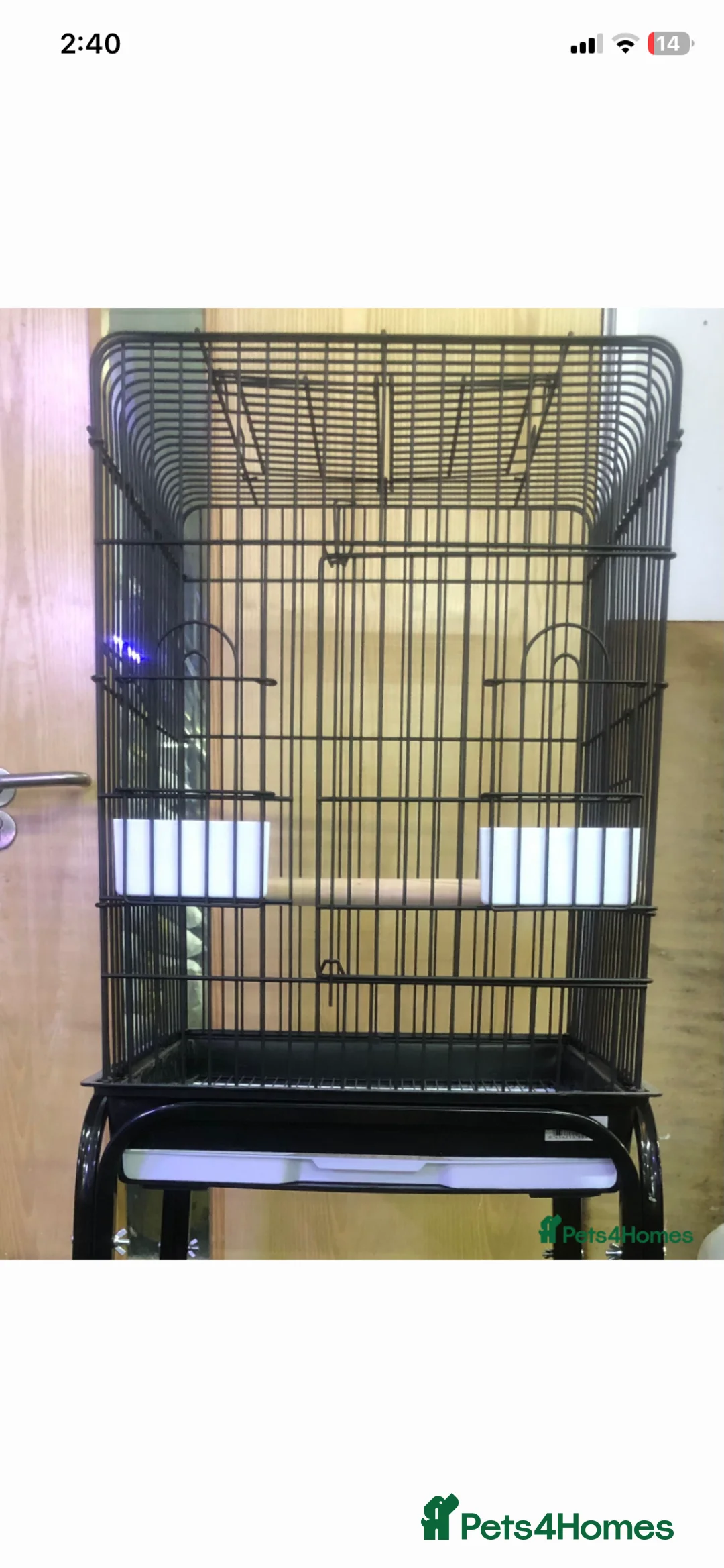 Ringnecks birds for sale: 5-6 month old green Indian ring neck parrot - Advert 2