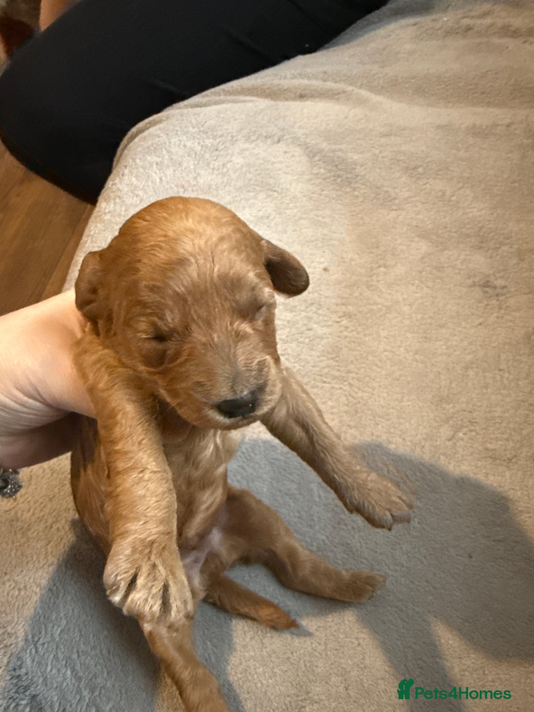 Labradoodle dogs for sale: Beautiful labradoodles  - Advert 10