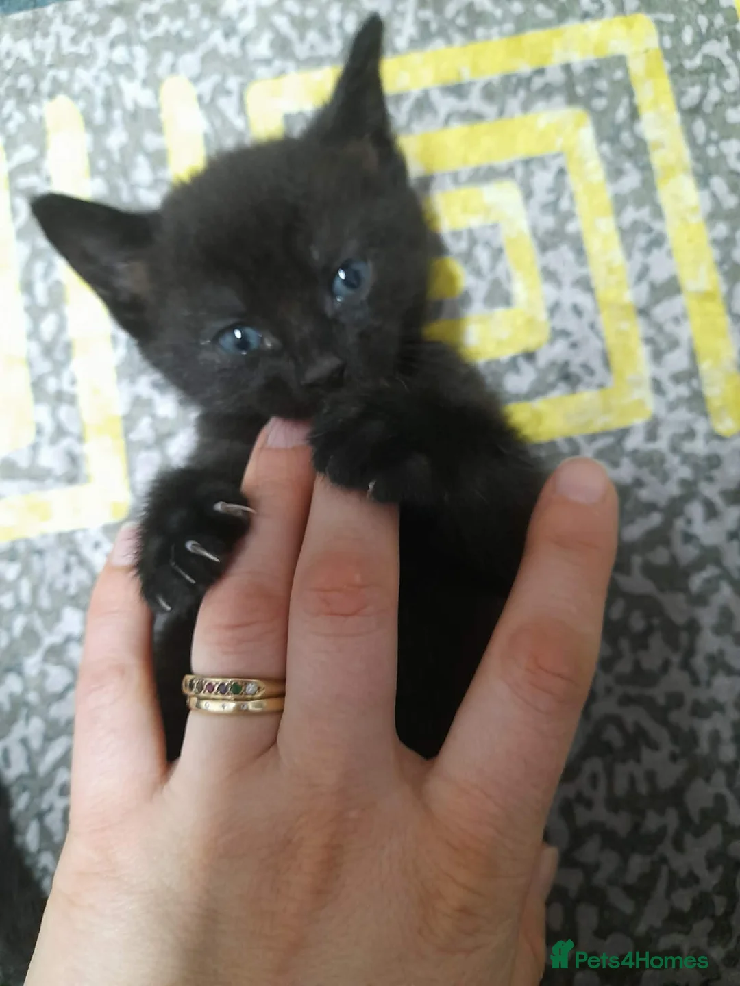 British Shorthair cats for sale: 2 Kittens  - Advert 1