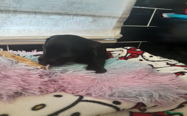 Miniature Dachshund dogs - Advert 5