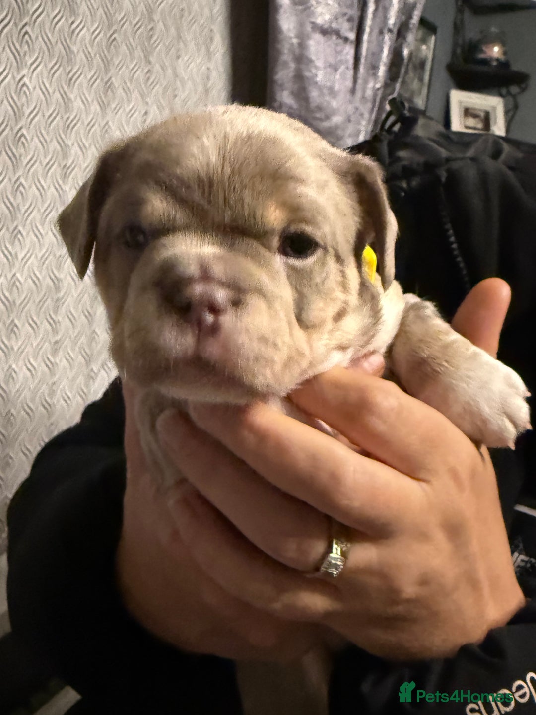 Mixed Breed dogs for sale: Frenchie cross puppy’s (80% frenchie) - Advert 19