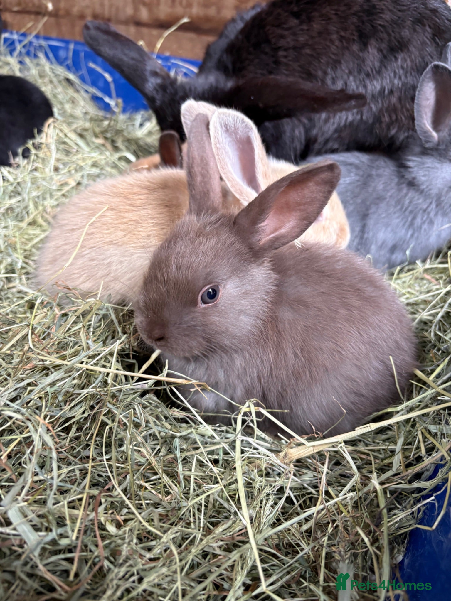 Mixed Breed rabbits 7 Baby Rabbits Looking for Their Forever Home - Advert 1