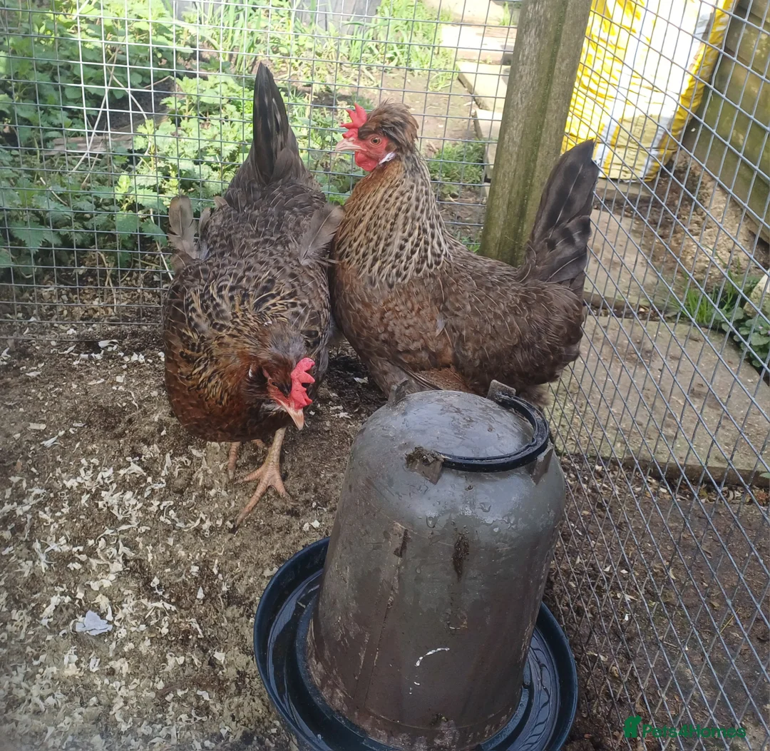Chickens poultry for sale: 3 cream legbar pullets  in Trowbridge - Advert 1