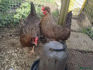 Chickens poultry 3 cream legbar pullets - Advert 1