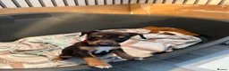 Jack Russell dogs for sale: 3 left!!! Jackrussle puppies - Advert 9