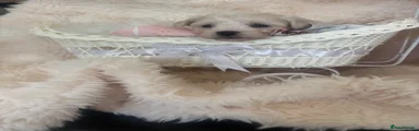 Mixed Breed 1