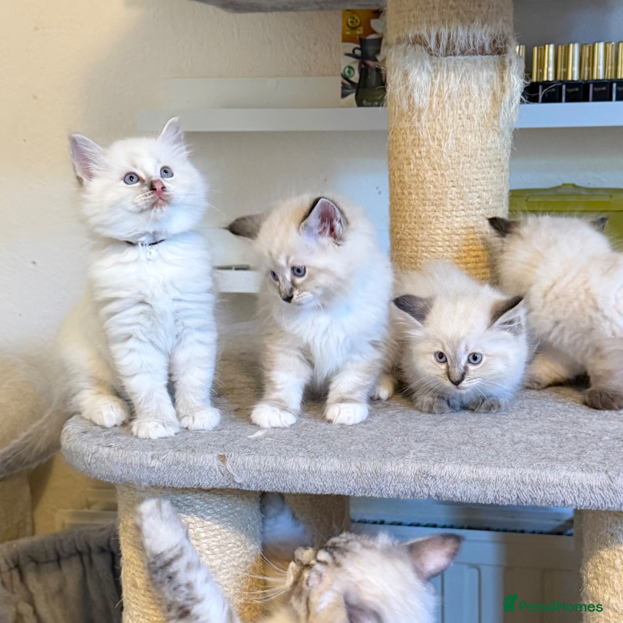 Ragdoll cats Cuddly, Affectionate, Gentle - TICA Registered - Advert 2