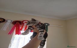 British Shorthair cats for sale: Ready to collect, Silver Tabby last 2 discounted in Rochester - Image 40